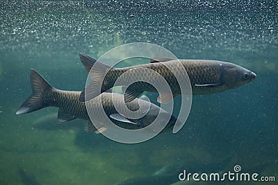 Grass carp (Ctenopharyngodon idella). Stock Photo