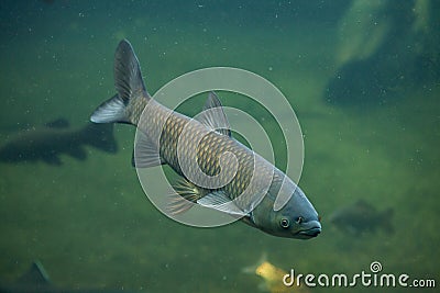 Grass carp (Ctenopharyngodon idella). Stock Photo