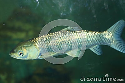 Grass carp Stock Photo