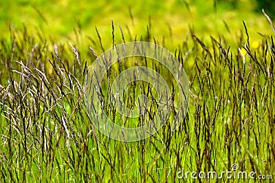 Grass Stock Photo