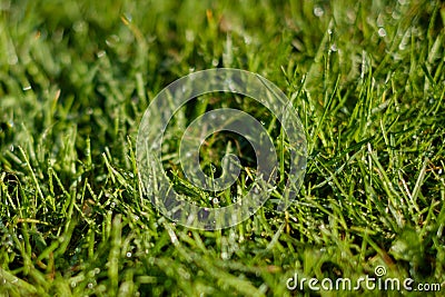Grass closeup, meadow macro, dew drows on grass - Stock Photo