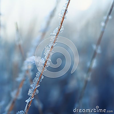 grass covered shiny transparent crystals of cold blue frost are strung like beads on a Sunny winter morning Stock Photo