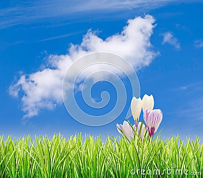 Grass with crocuses and blue sky Stock Photo