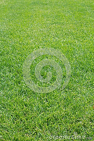 Grass cutting lawn Stock Photo