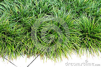 Grass for decor Stock Photo