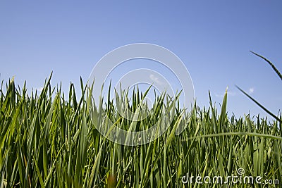 Grass in detail Stock Photo