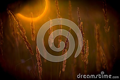 Grass detail at sunset Stock Photo