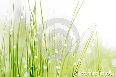 Grass with dew drops Stock Photo