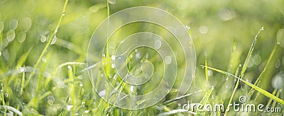 Grass with dew drops in the morning - soft fokus Stock Photo