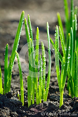 Grass dewdrops Stock Photo