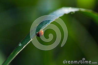 Grass and Dews Stock Photo