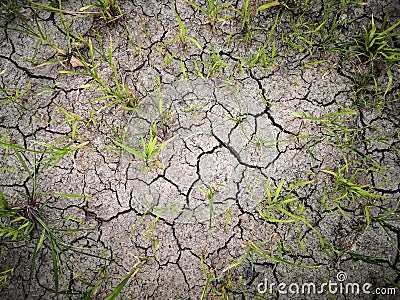 The grass and dried cracked earth. Because of no rain and drought season Stock Photo