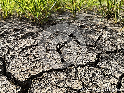 The grass and dried cracked earth. Because of no rain and drought season Stock Photo