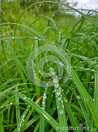 Grass drops rain moist Stock Photo