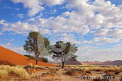 Grass, dune and trees, Sossusvlei, Namibia Stock Photo