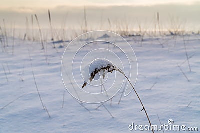 A grass ear, covered with snow after a snowfall as a cap Stock Photo