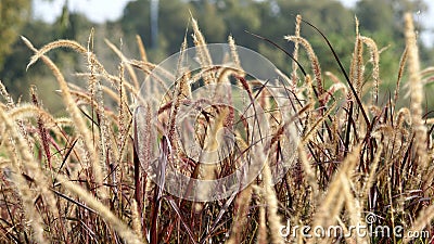 Grass ears closeup, some trees on the background. Stock Photo