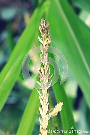 Grass ears in the meadow close up Stock Photo