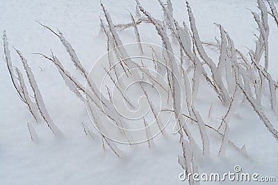 Grass encapsulated in ice Stock Photo