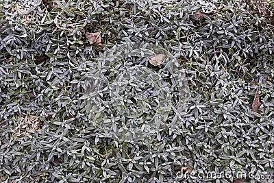 Grass with faded leaves can use for background Stock Photo