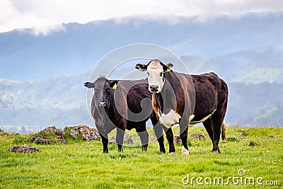 Grass fed cattle on a green meadow, looking at the camera, south San Francisco bay area, San Jose, California Stock Photo