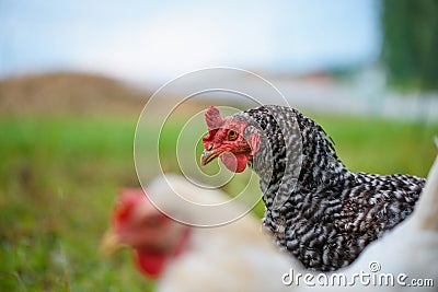 Grass fed egg-laying hens chickens on the meadow Stock Photo