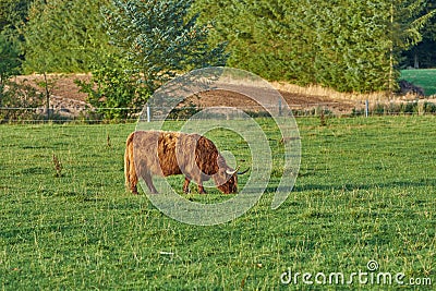 Grass fed Highland cow on farm pasture, grazing and raised for dairy, meat or beef industry. Full length of hairy cattle Stock Photo