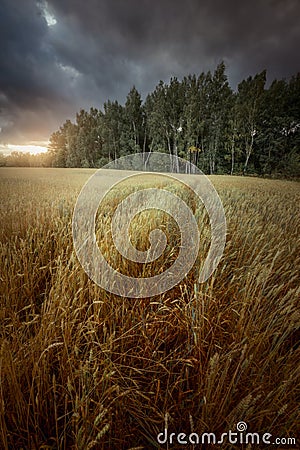 Grass field at cloudy autumn evening Stock Photo