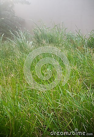 The Green Grass and the Banana Trees in the Field Stock Photo