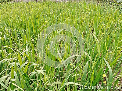 The grass in the field make a green environtment Stock Photo