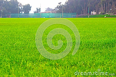 Grass field Stock Photo