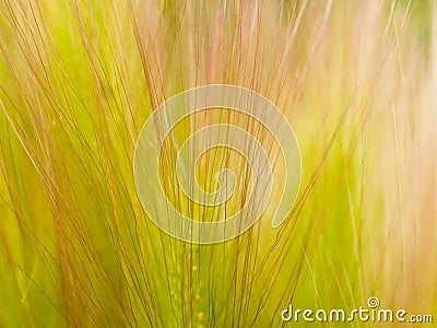 Grass floral background Stock Photo