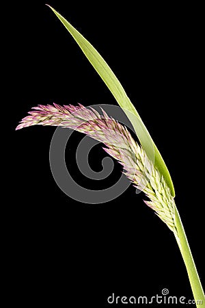 Grass of a flower On Black Backgroundtulip Stock Photo