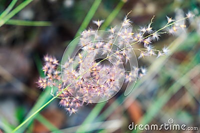 Grass flower bloom pollen pink Stock Photo