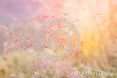 Grass flower field in soft focus , pink pastel background Stock Photo