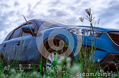 Grass flower with green leaves on blurred low angle view of blue SUV car. Luxury SUV car parked outside with white sky and clouds Stock Photo