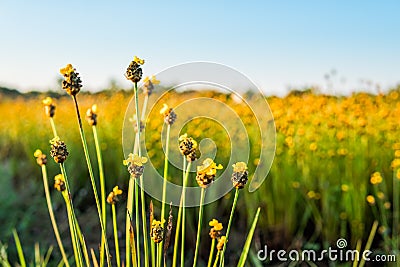 grass flower Stock Photo