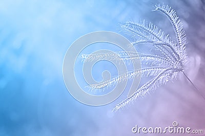 Grass flower plant with gardient backgrounds Stock Photo