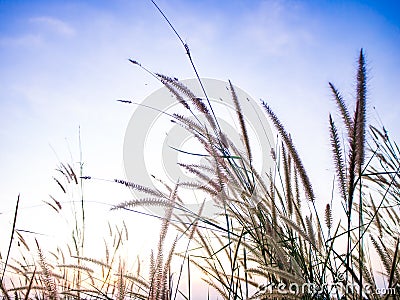 Grass flower in soft focus and blurred with blue sky spring summer season for background wild nature Stock Photo