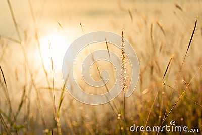 Grass flower on sunset landscape Stock Photo