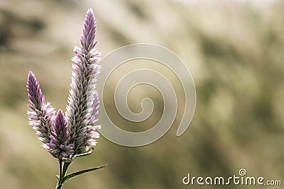 Grass flower at sunset with mountain scenery background in green nature,yellow flower grass impact sunlight. Stock Photo