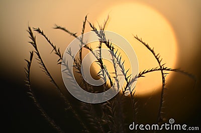 Grass flower and sunshine Stock Photo