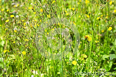 Grass flowers background Stock Photo