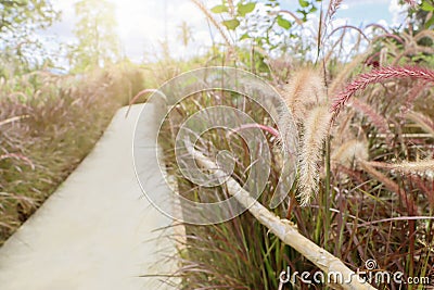 Grass flowers and blurry road background Stock Photo