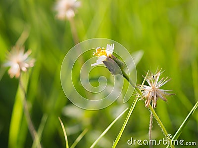 The grass flowers in the garden Stock Photo