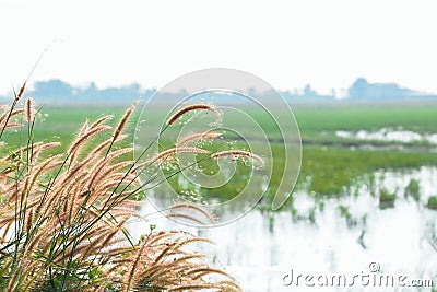 The grass flowers. Stock Photo