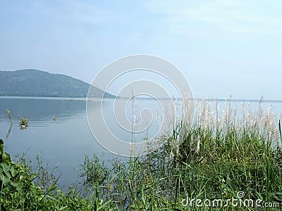 Grass flowers on lake side Stock Photo