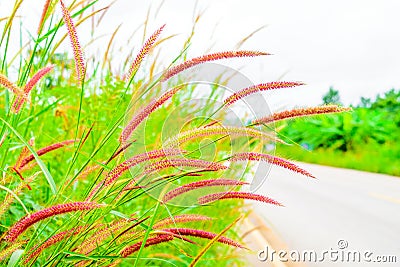 Grass flowers wayside Stock Photo