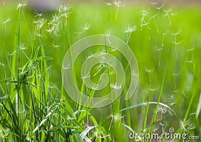 Grass with flying dandelion seeds Stock Photo