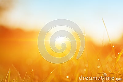 Grass. Fresh Green Spring Grass With Dew Drops Closeup. Sun. Soft Focus. Abstract Nature Background. Rice Plant At Sunset Stock Photo